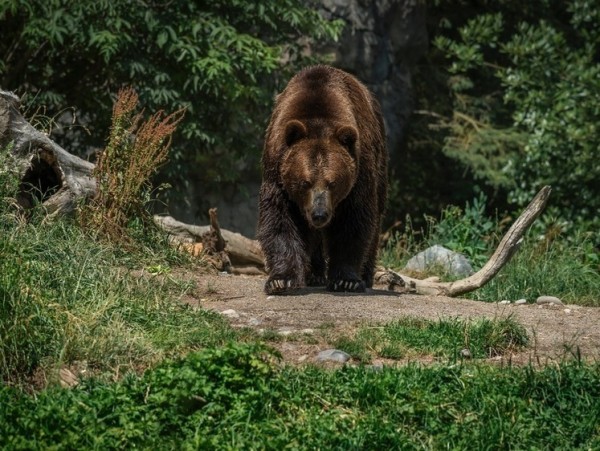 Словакия: встреча с медведем-людоедом
